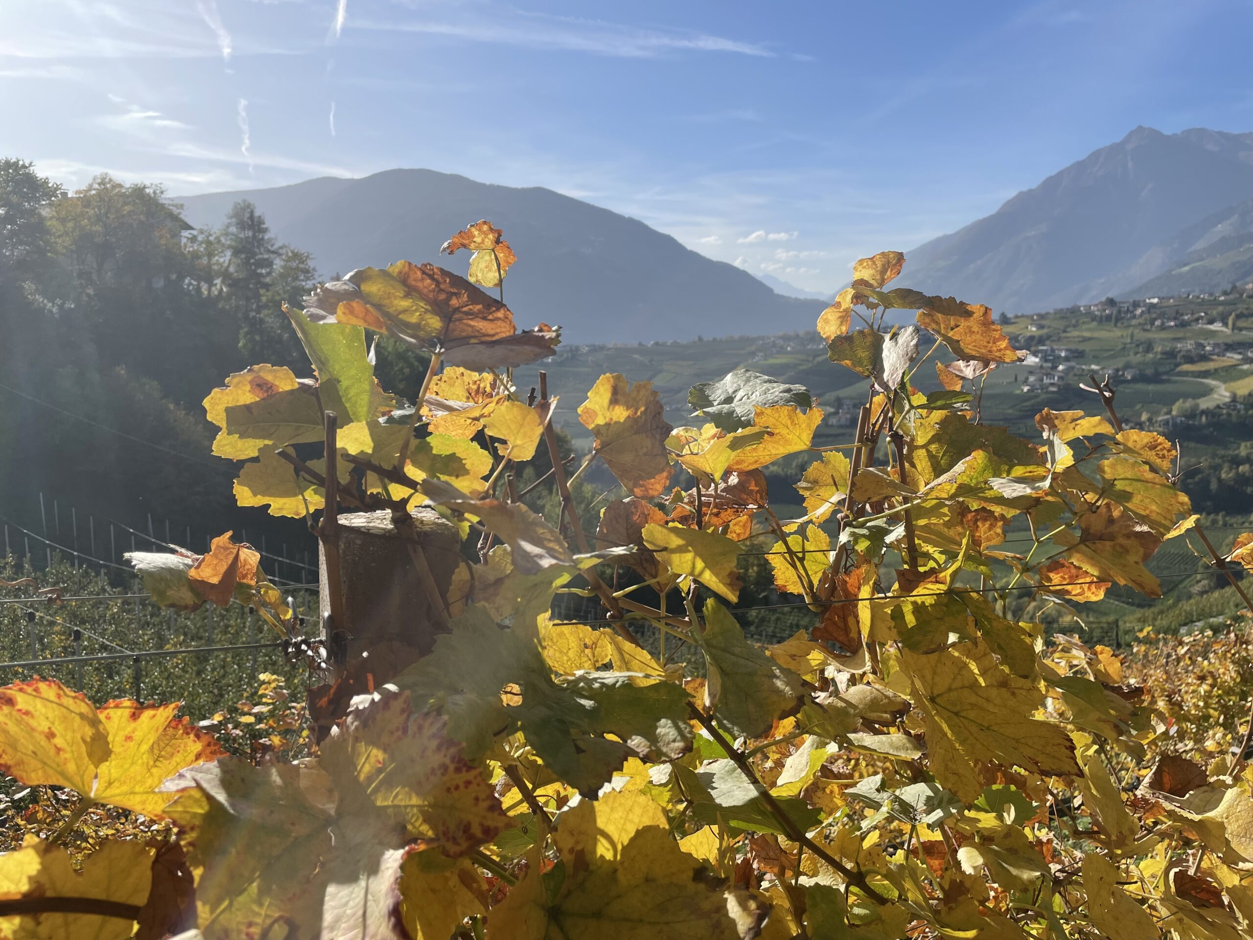Herbstlaub